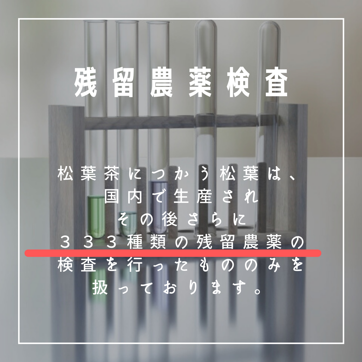 国産松葉茶 甘味料、着色料、保存料不使用。残留農薬検査済み。